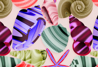 Seashells
